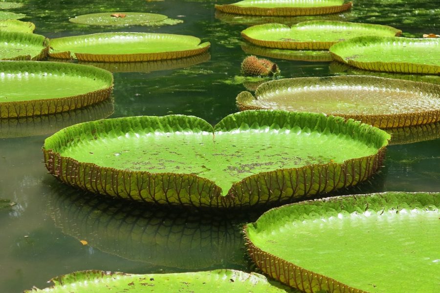 beautiful flowers, flower background, flower wallpaper-2387108.jpg